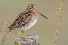 Common snipe finds a good vantage point to look over its surroundings in Southeast Oregon Botanical Print